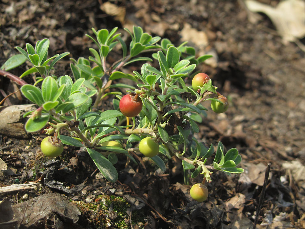 Arctostaphylos uva-ursi 'Massachusetts'