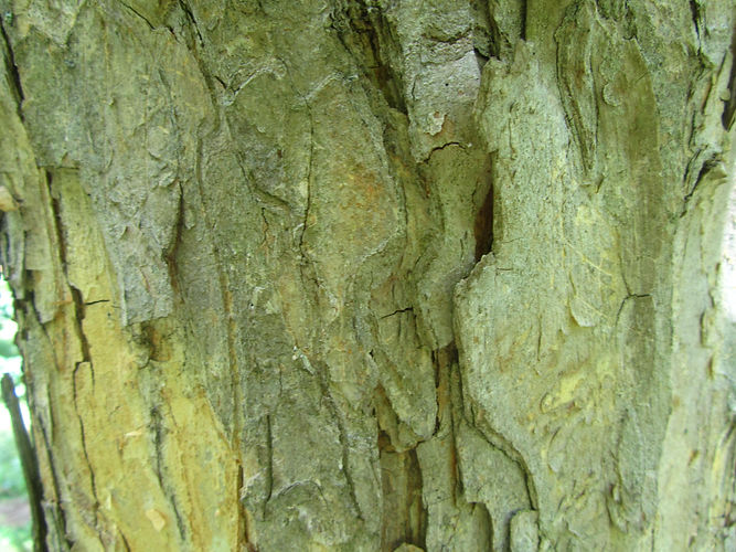 IMG_2203 (Populus tremuloides).jpg