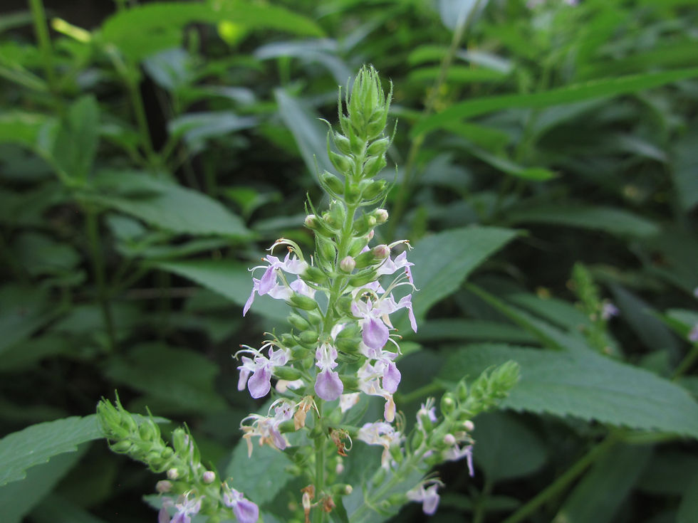 Teucrium japonicum