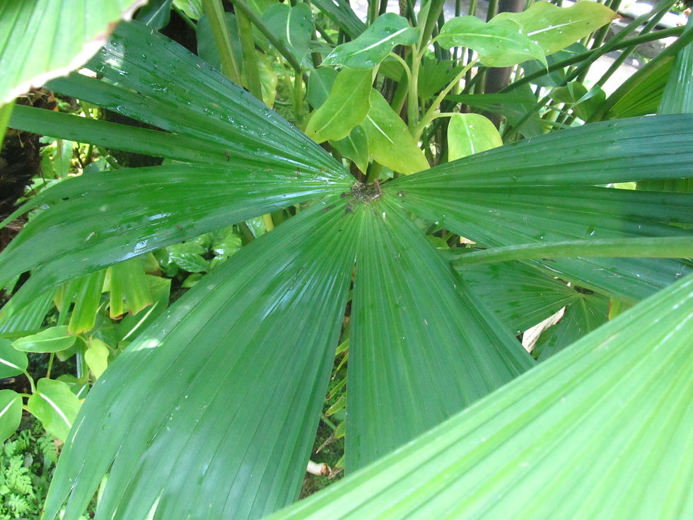 Carludovica palmata