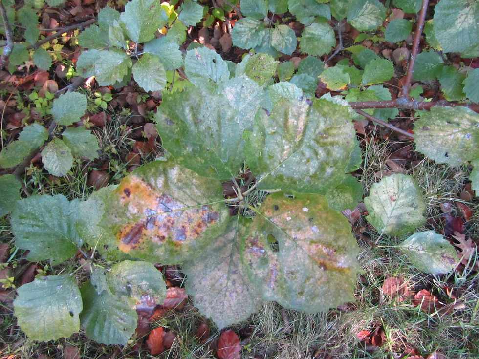 Aria latifolia