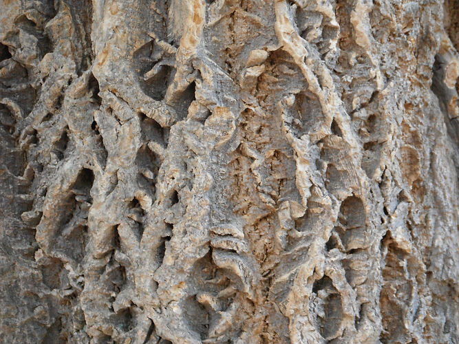 IMG_2203 (Populus tremuloides).jpg