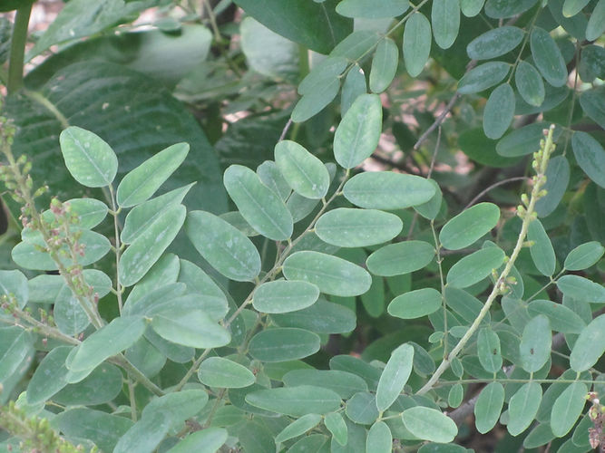 IMG_2203 (Populus tremuloides).jpg