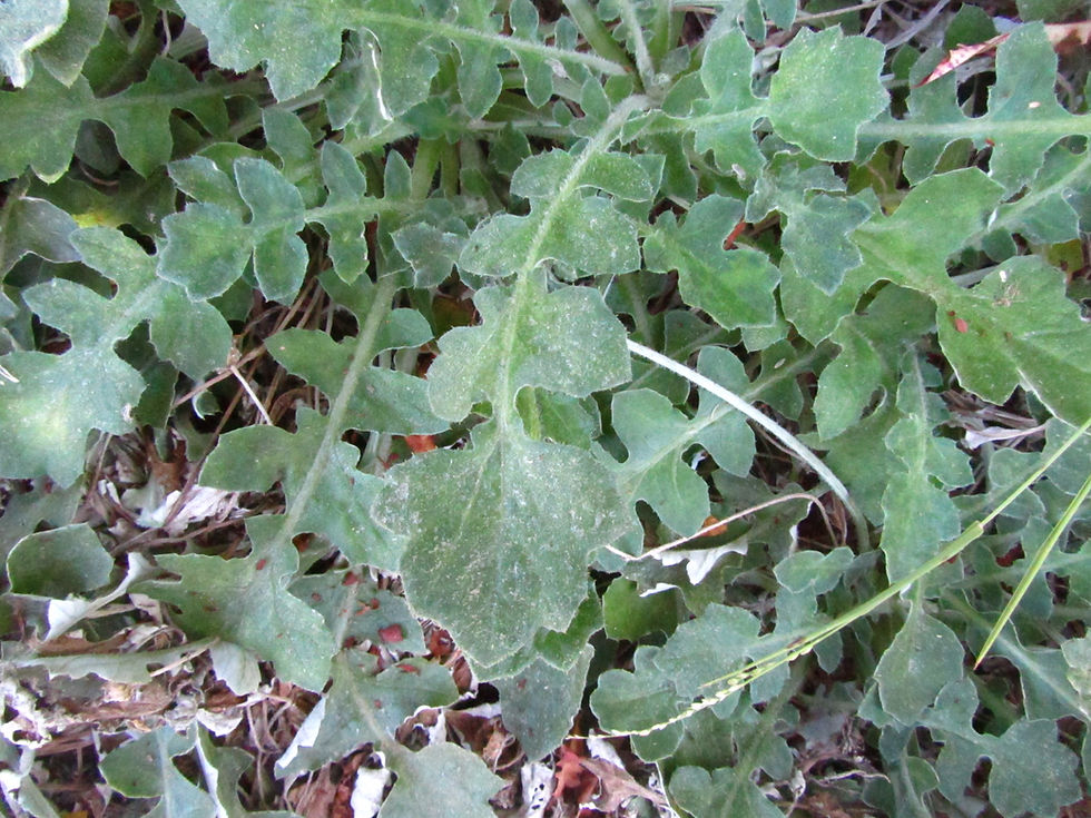 Arctotheca calendula