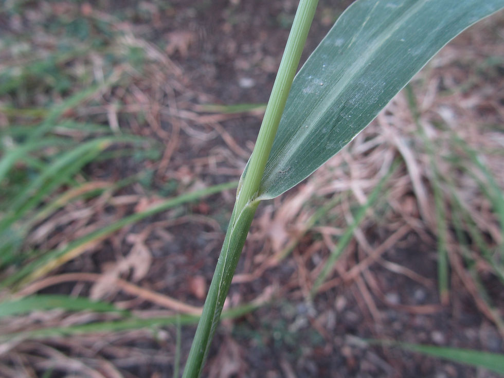 Setaria faberi