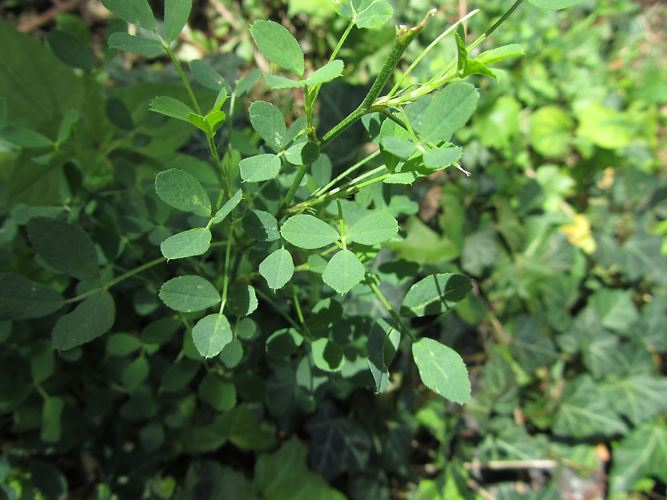 IMG_2203 (Populus tremuloides).jpg