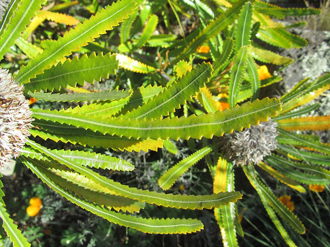 IMG_2203 (Populus tremuloides).jpg