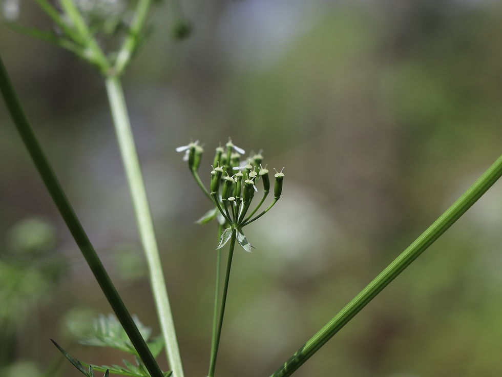 Anthriscus sylvestris