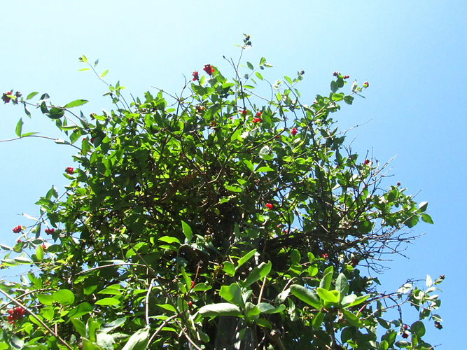 IMG_2203 (Populus tremuloides).jpg