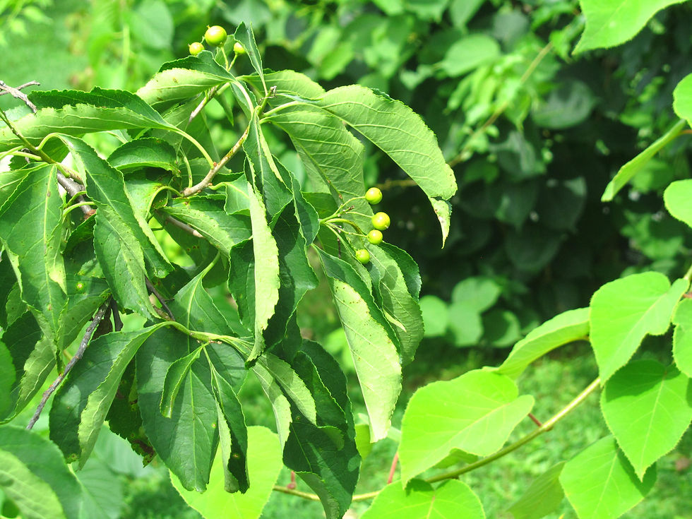 Celastrus scandens