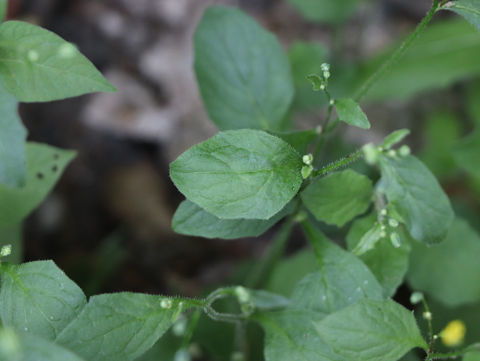 Lapsana communis