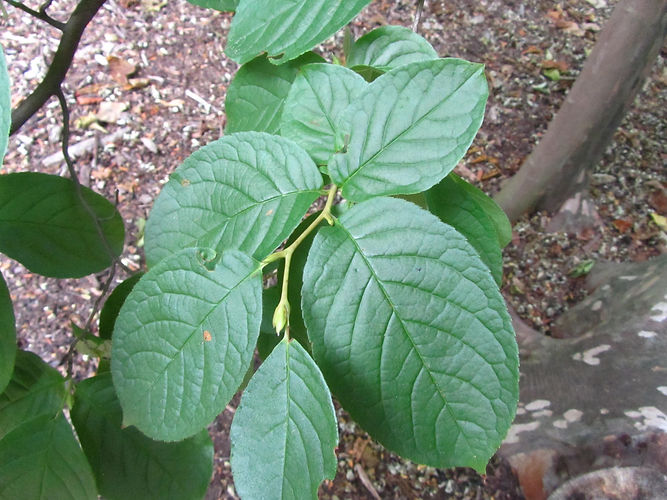 IMG_2203 (Populus tremuloides).jpg