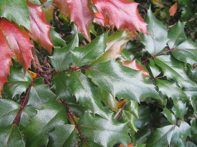 IMG_2203 (Populus tremuloides).jpg