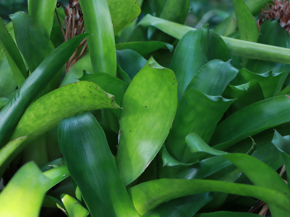 Billbergia pyramidalis