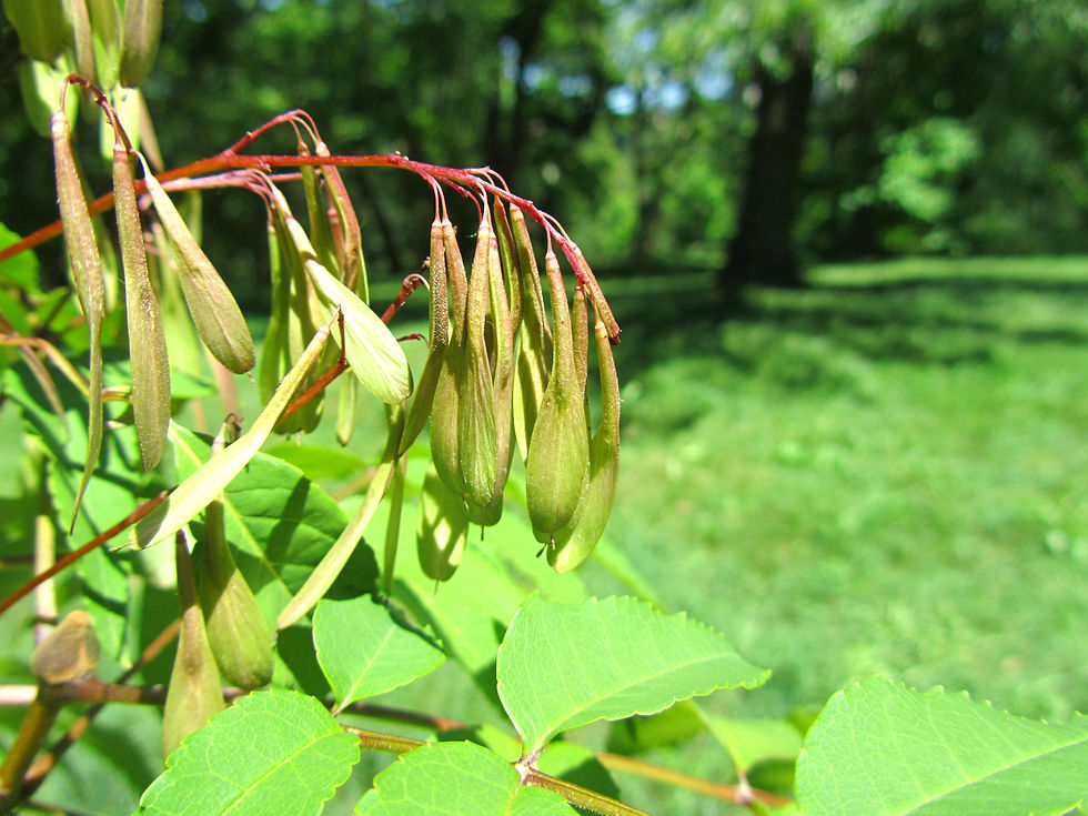 Fraxinus paxiana