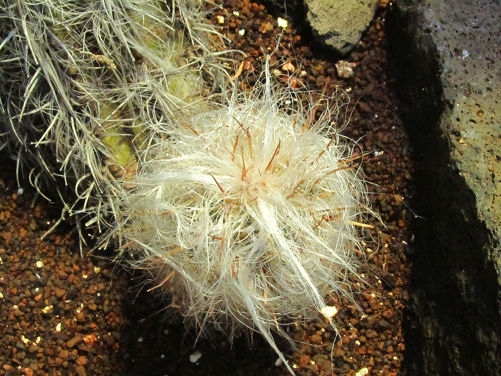 Oreocereus celsianus