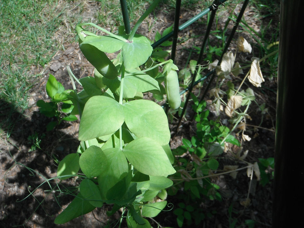 Pisum sativum ssp. saccharatum