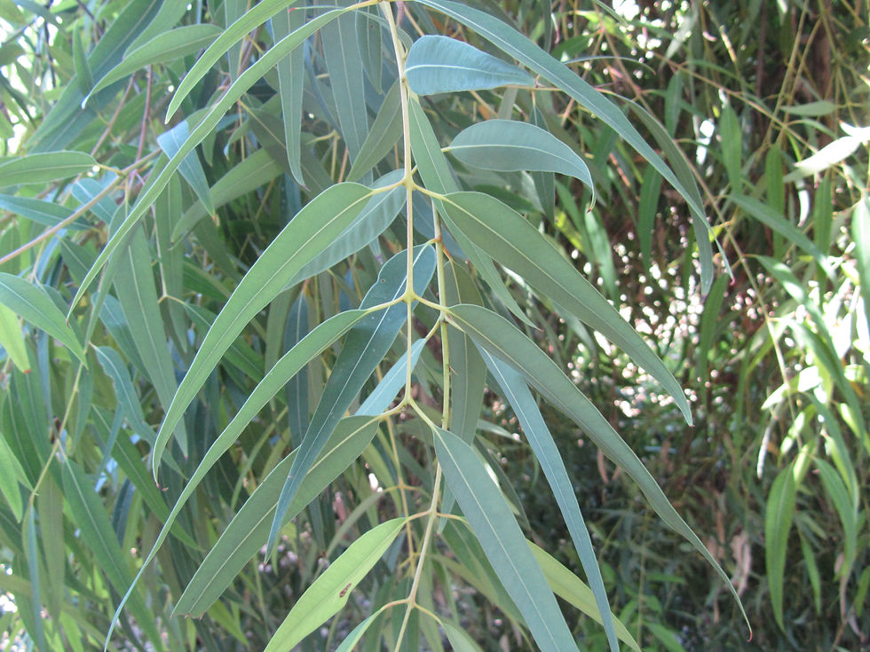 Angophora costata