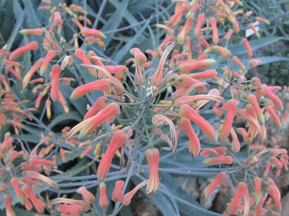 Aloe globuligemma