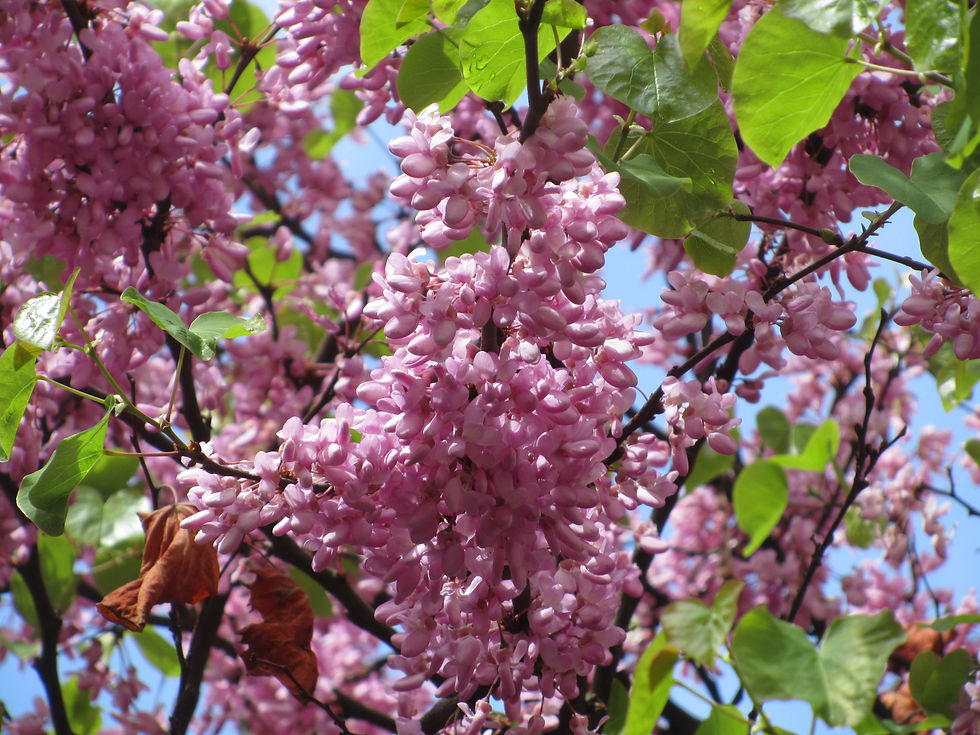 Cercis siliquastrum