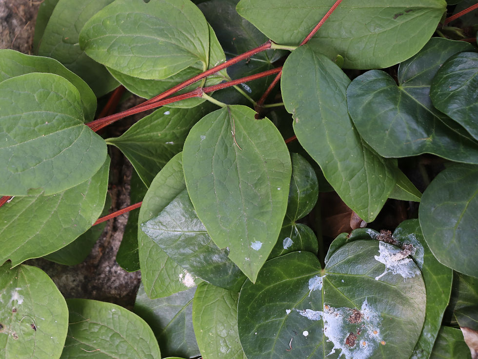 Clematis x durandii
