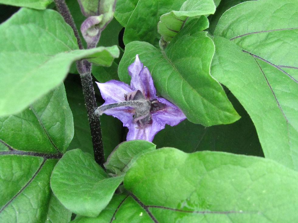 Solanum melongena