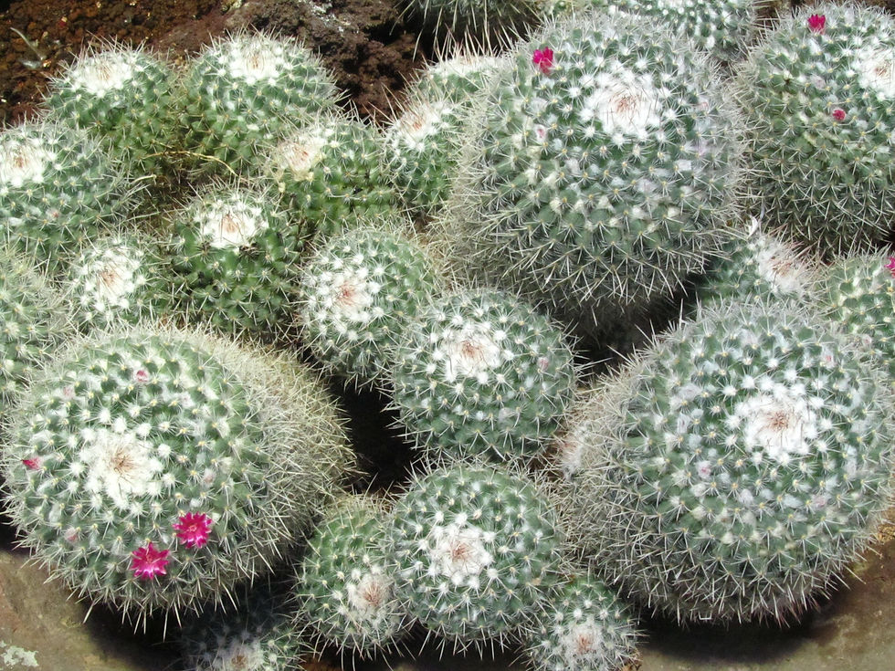 Mammillaria geminispina var. nivea