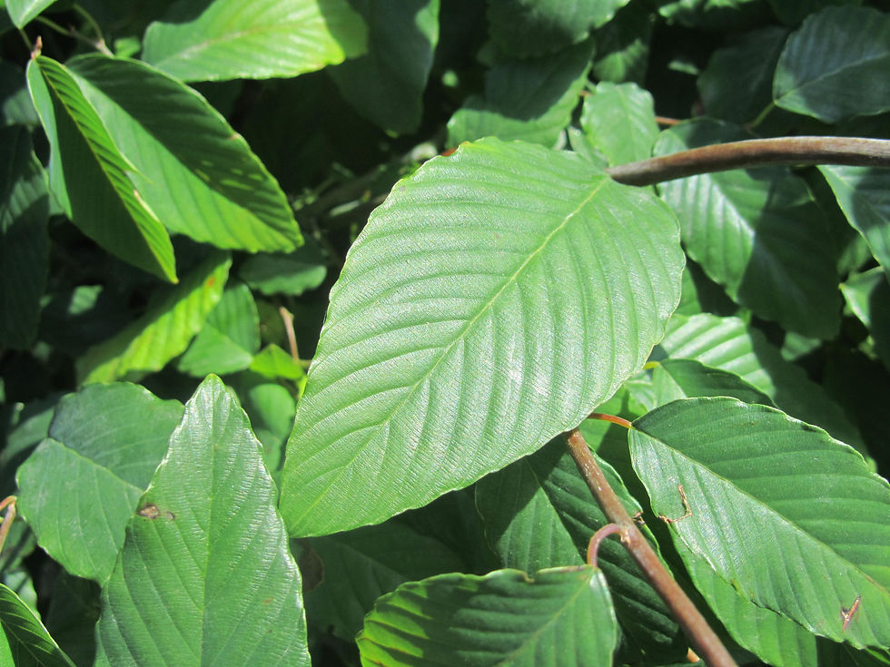 Berchemia scandens