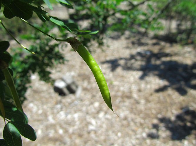 IMG_2203 (Populus tremuloides).jpg