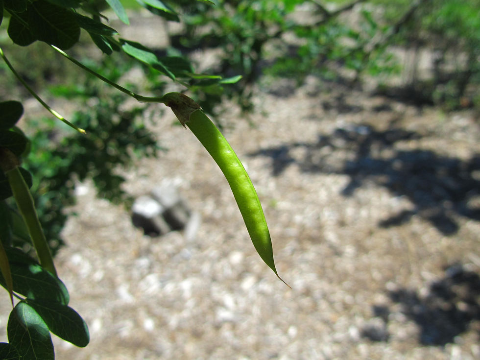 Caragana arborescens 'Nana'