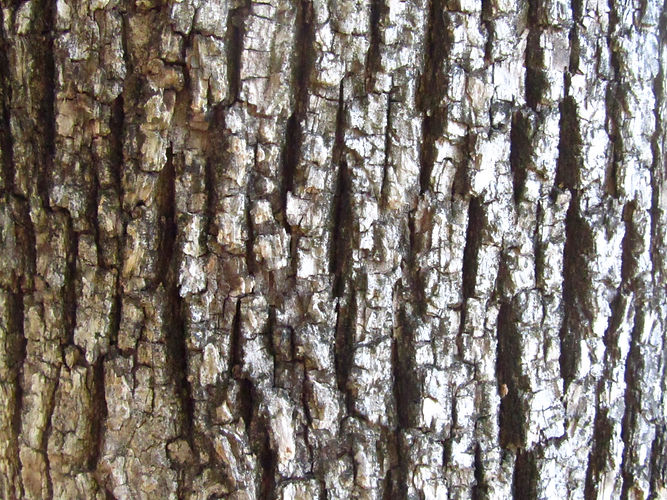 IMG_2203 (Populus tremuloides).jpg