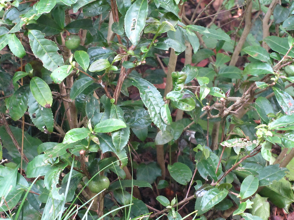 Camellia sinensis