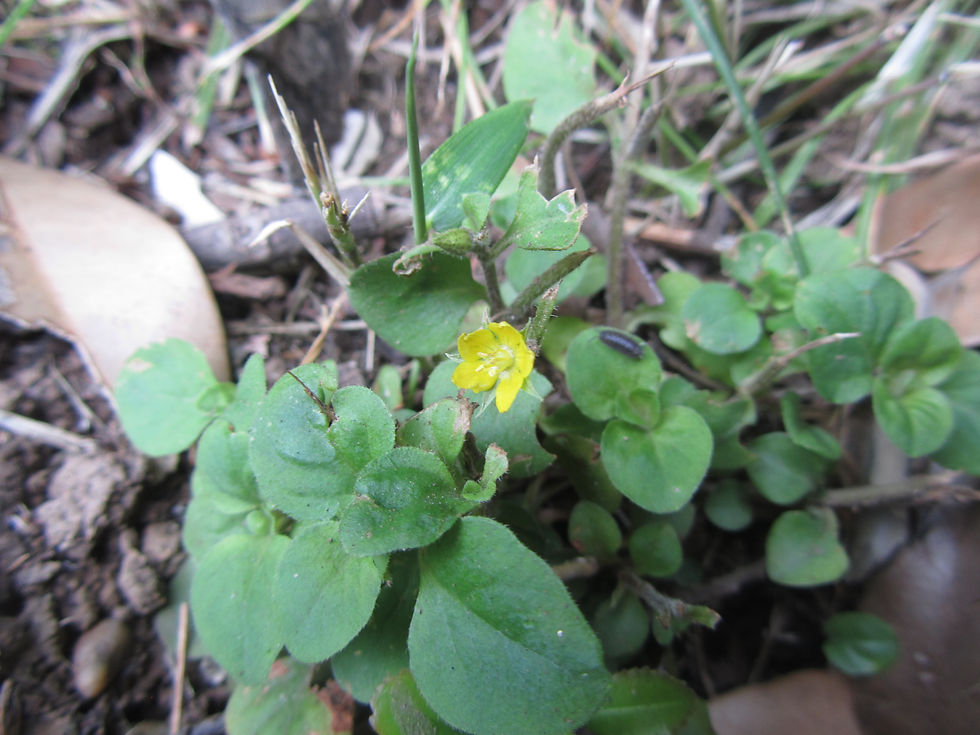 Lysimachia japonica