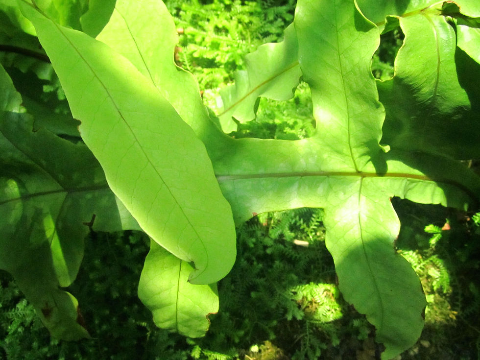 Tectaria decurrens