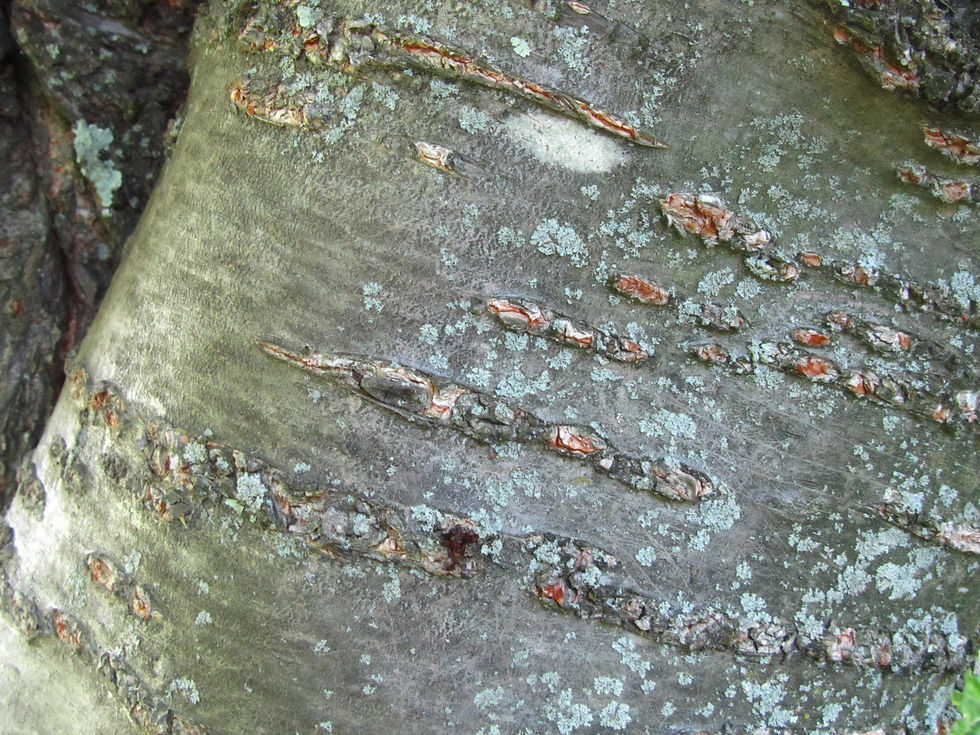 Prunus speciosa