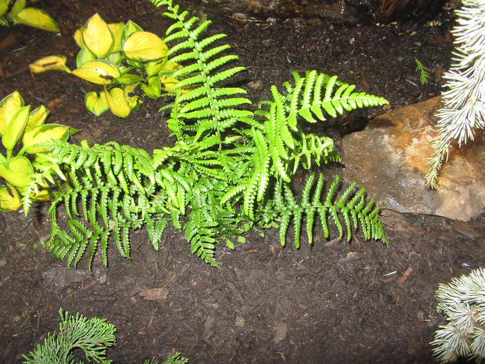 Dryopteris filix-mas