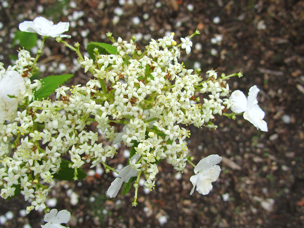 Viburnum furcatum