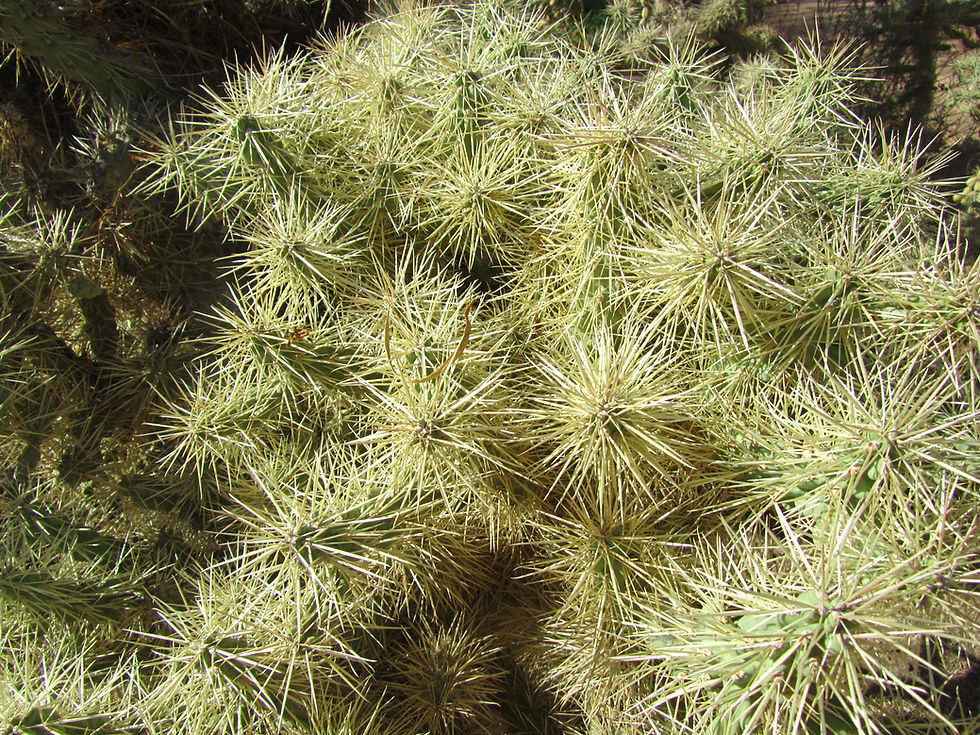 Cylindropuntia fulgida var. fulgida