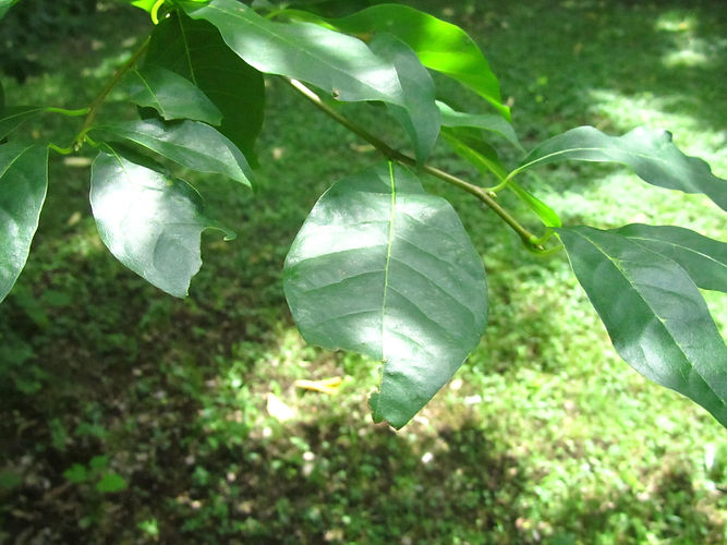 IMG_2203 (Populus tremuloides).jpg