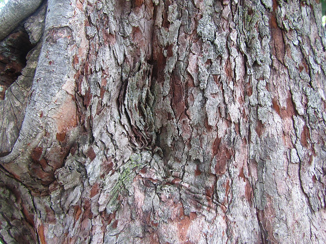 IMG_2203 (Populus tremuloides).jpg