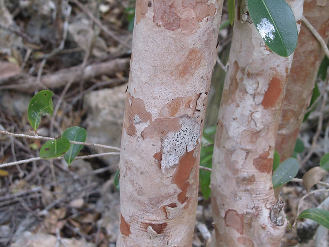 IMG_2203 (Populus tremuloides).jpg