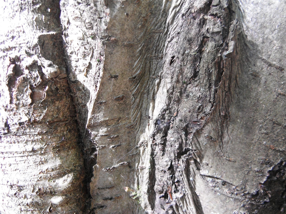 Sorbus aucuparia