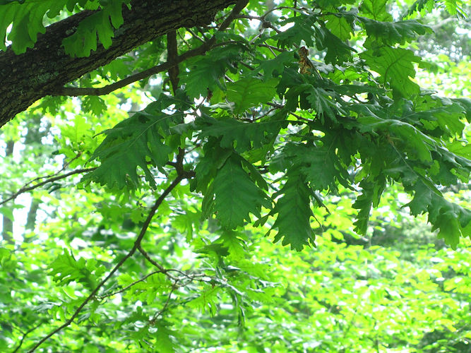 IMG_2203 (Populus tremuloides).jpg