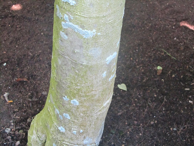 IMG_2203 (Populus tremuloides).jpg
