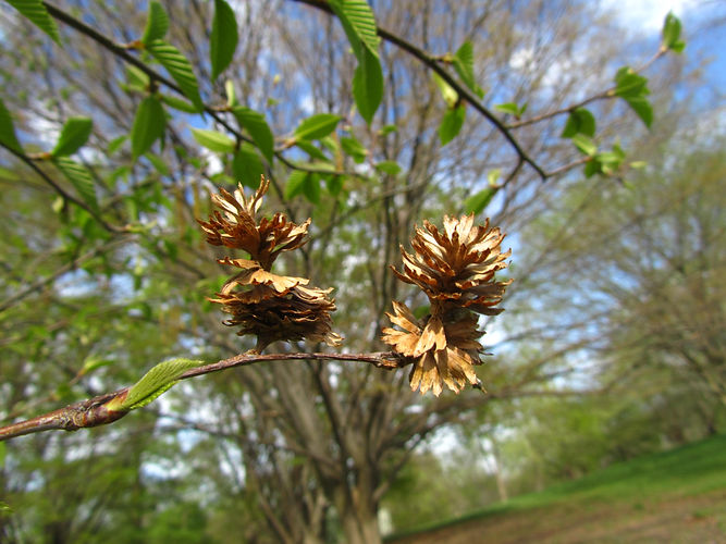 IMG_2203 (Populus tremuloides).jpg