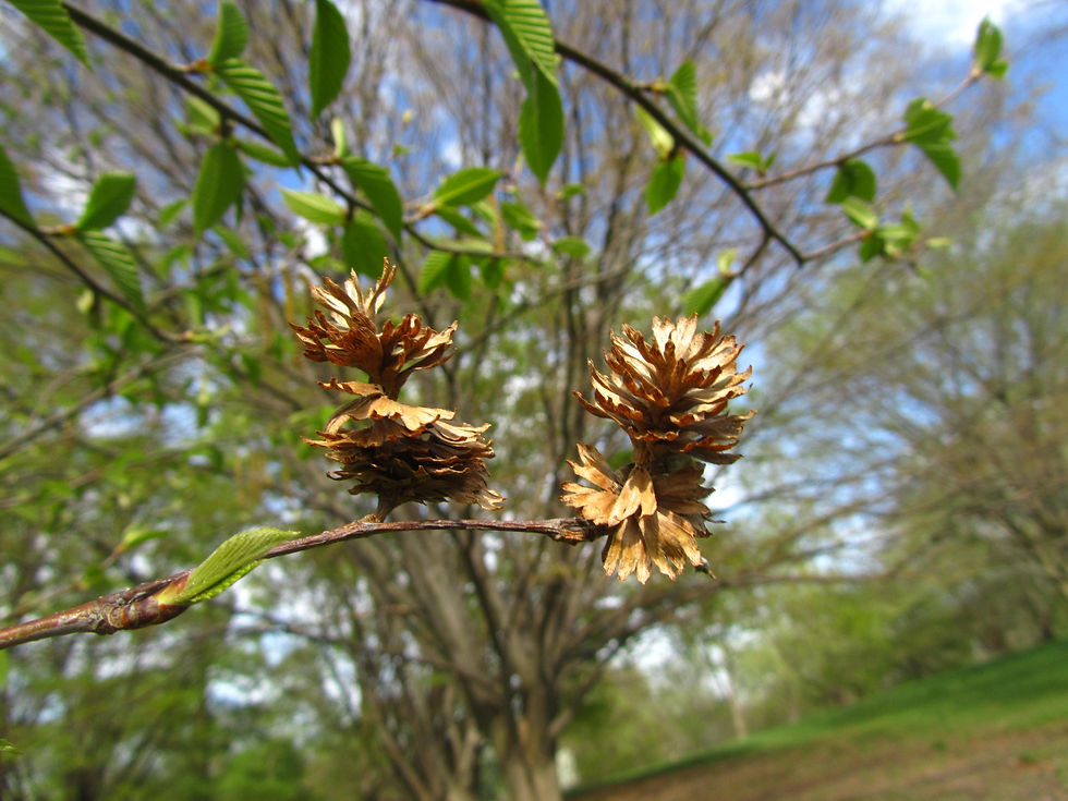 Betula alleghaniensis