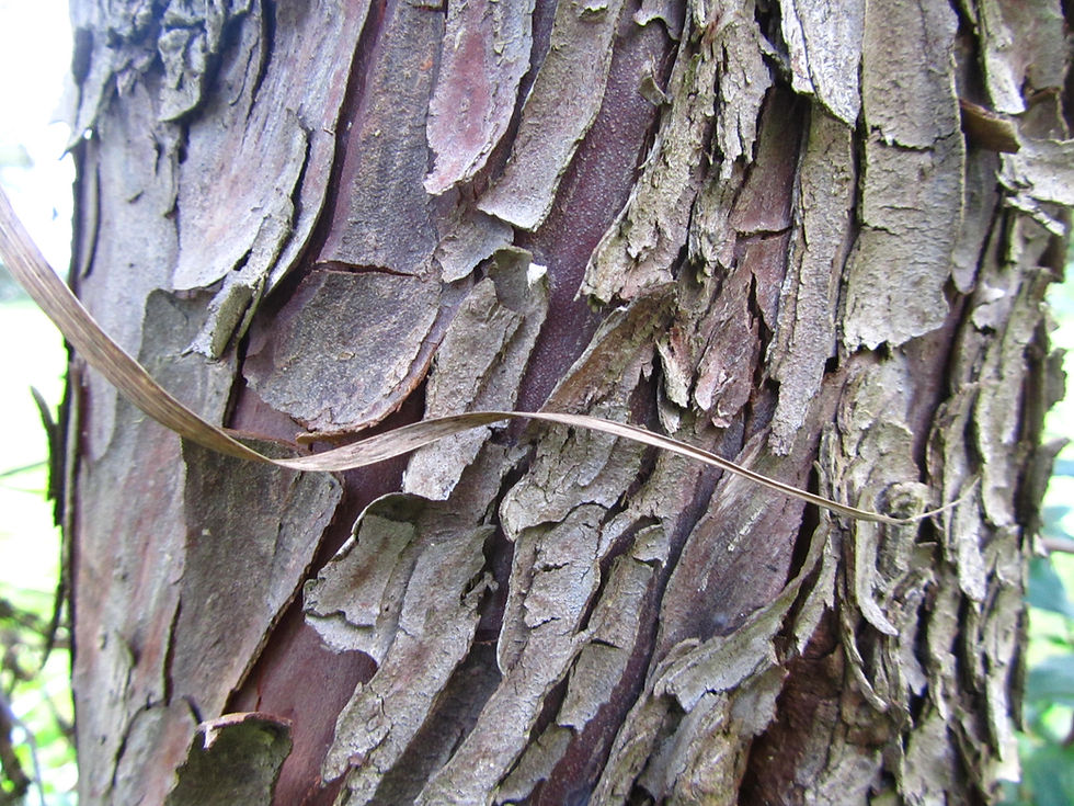 Hesperocyparis arizonica var. montana