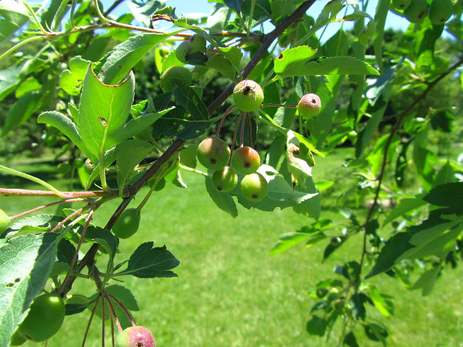 IMG_2203 (Populus tremuloides).jpg