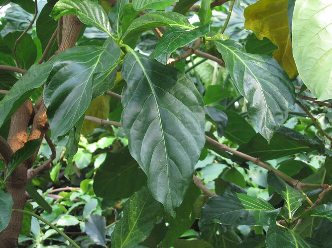 IMG_2203 (Populus tremuloides).jpg