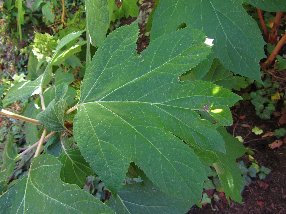 Hydrangea quercifolia
